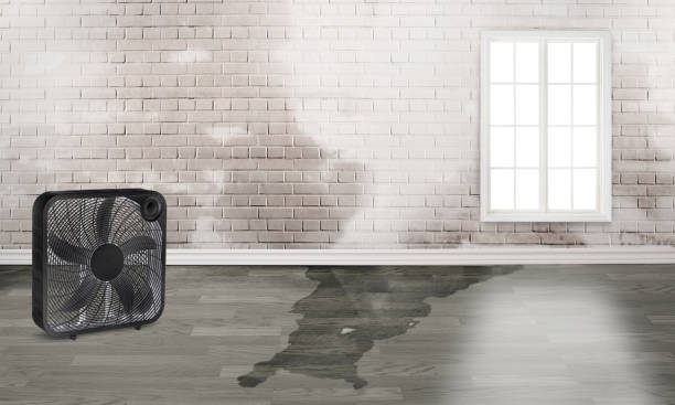 Carpet water damage restoration in Ottawa, OH